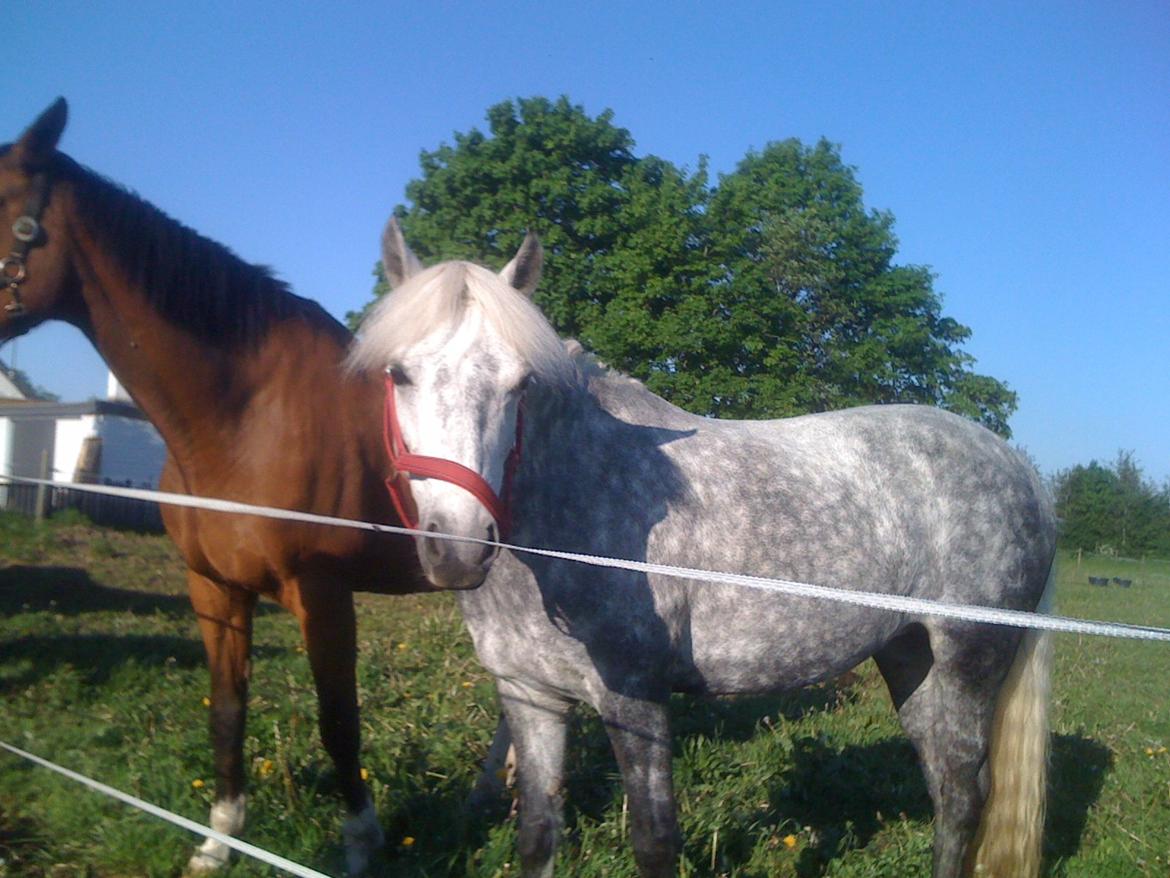 Connemara Olympia - 2. dag for Lympe og hun har allerede knytted sig til Camina (hest i stalden) billede 2