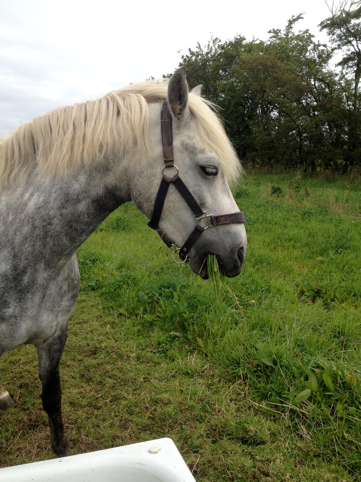 Connemara Olympia - heste/ponyer kan altid få en mundfuld ned billede 5