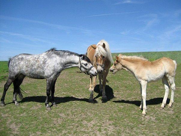 Haflinger Elghusets Hope billede 12