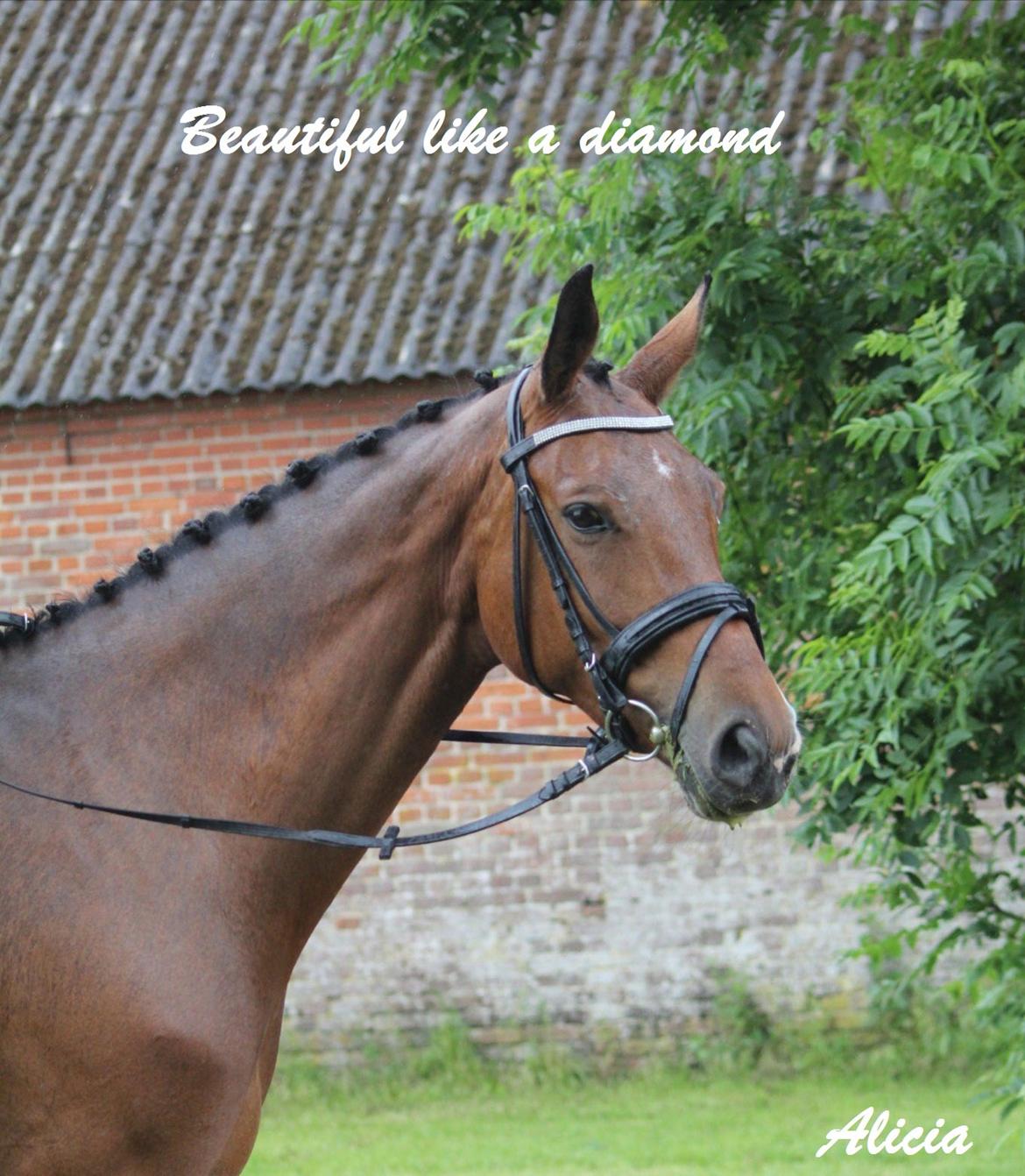 Dansk Varmblod Alicia - Stjernehesten til stævne i Ørsted :D billede 11