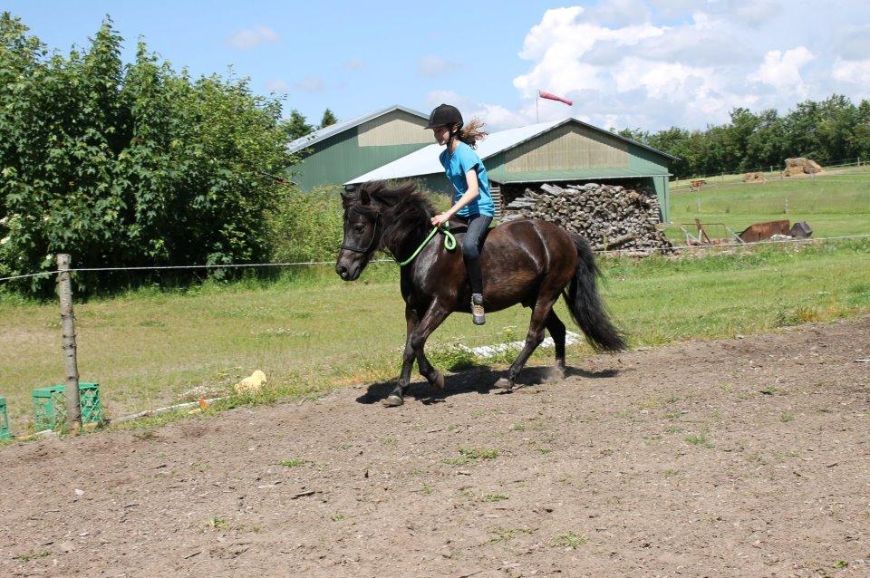 Anden særlig race Iceman - En glad hest, der træner i rebgrime.  billede 3