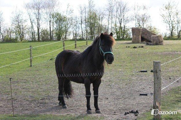Anden særlig race Iceman billede 7
