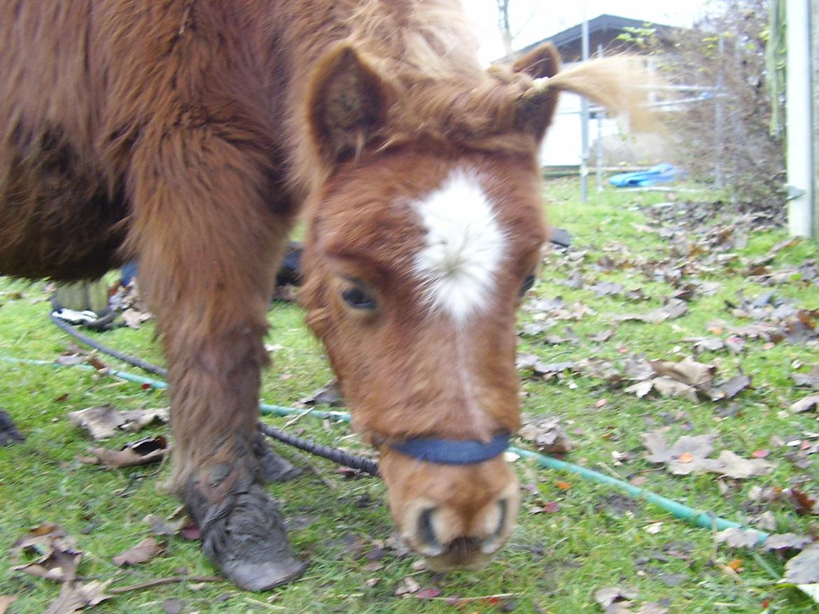 Miniature Milo "Elvis" - Velkommen Til Milos profil :) billede 1