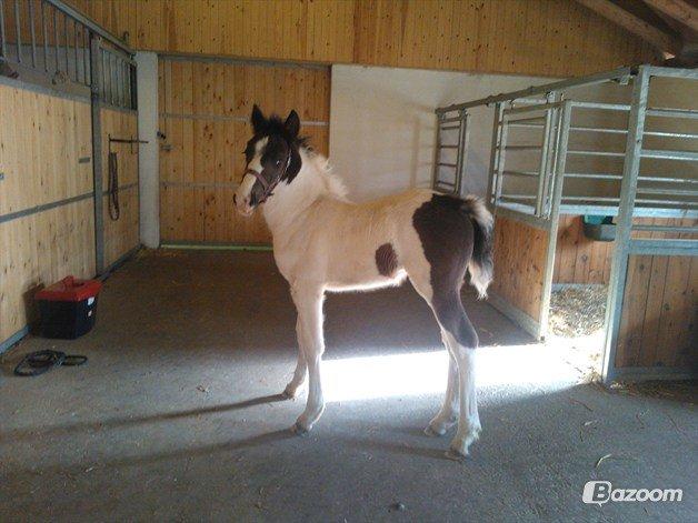 Anden særlig race penny <3 - <3 billede 6