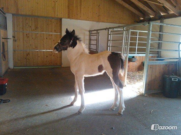 Anden særlig race penny <3 - <3 billede 7