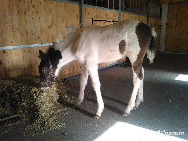 Anden særlig race penny <3 - <3 billede 8