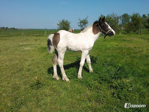 Anden særlig race penny <3 - <3 billede 9