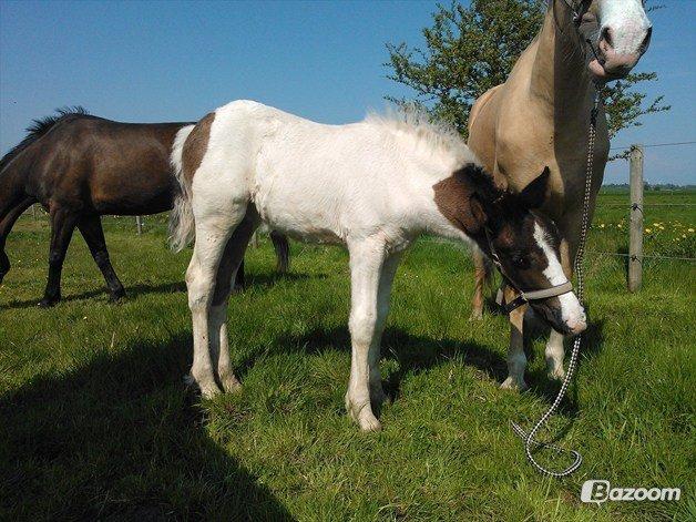 Anden særlig race penny <3 - <3 billede 10