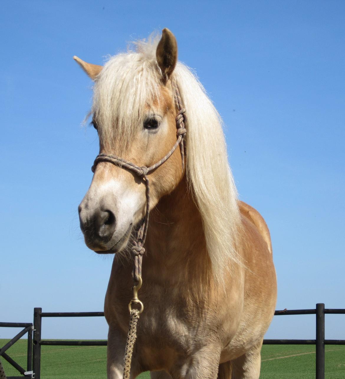 Haflinger Elghusets Hope billede 1