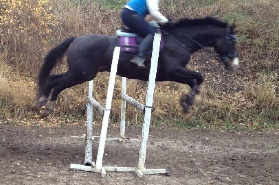 Dansk Varmblod Askemosegaards Ram Á Jean billede 22