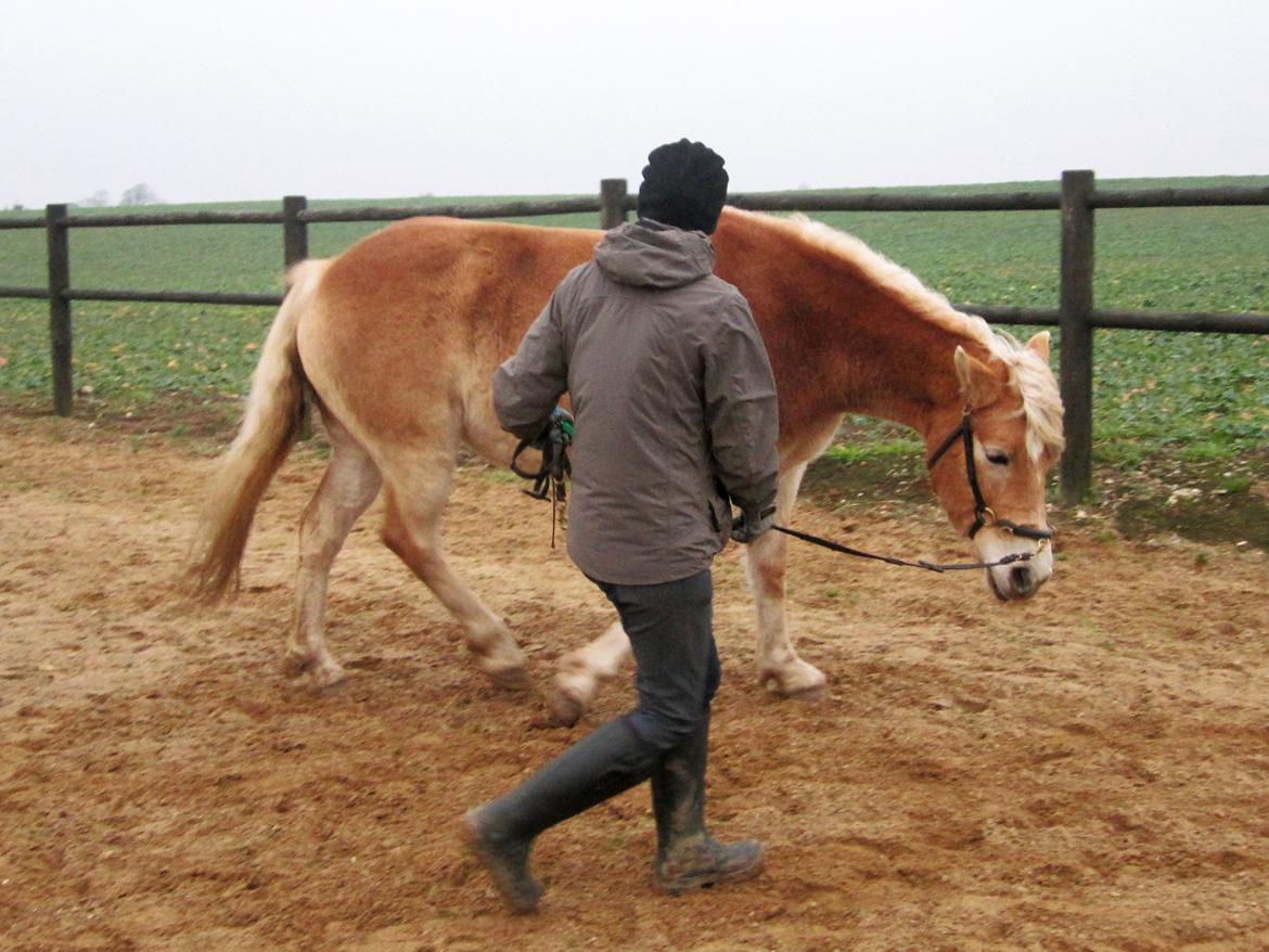 Haflinger Elghusets Hope billede 6