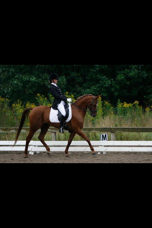 Hollandsk Sportspony Naomi R.I.P billede 6