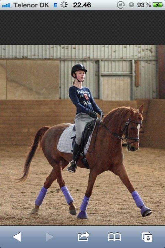 Hollandsk Sportspony Naomi R.I.P billede 7