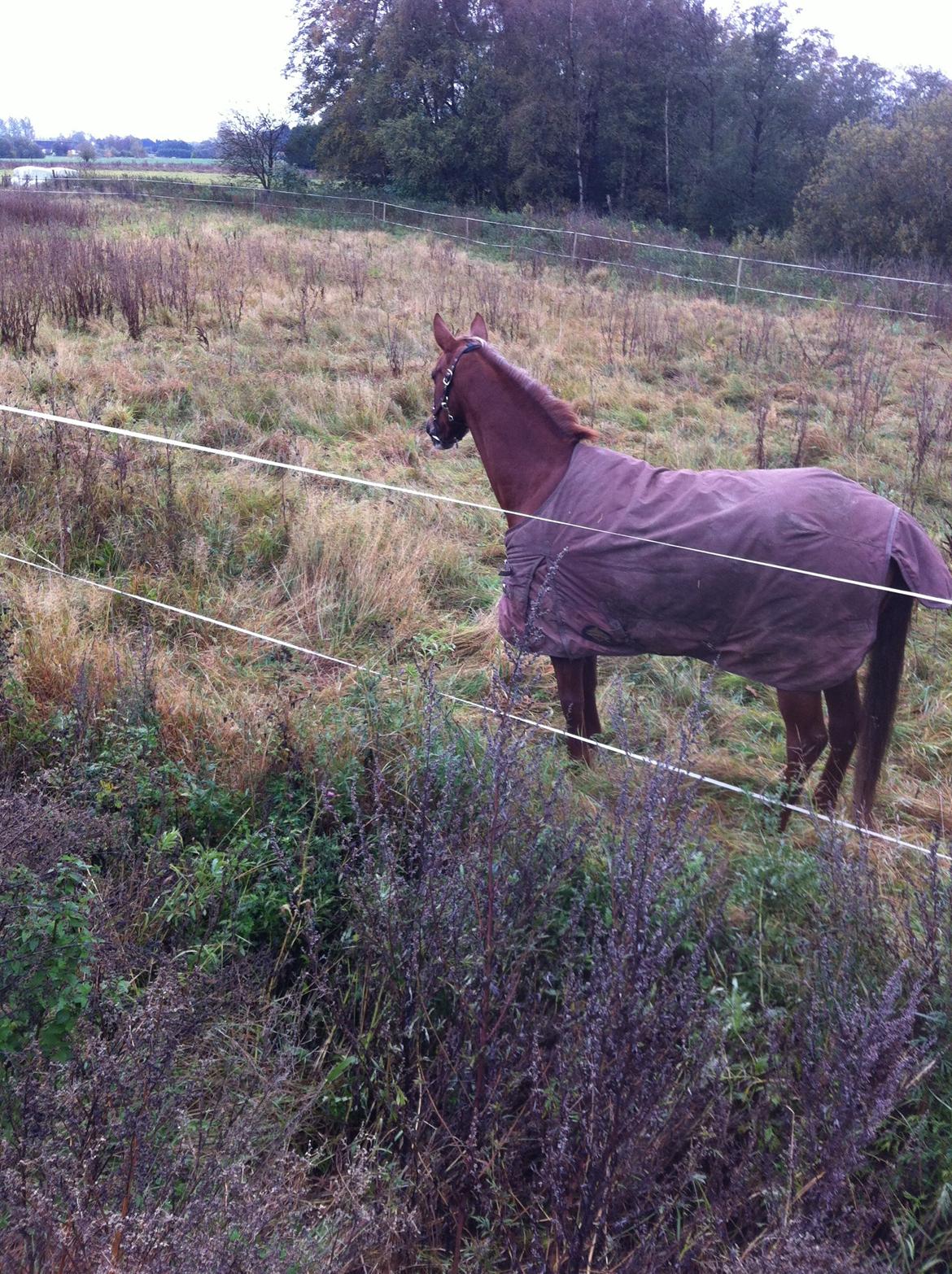 Hollandsk Sportspony Naomi R.I.P billede 9