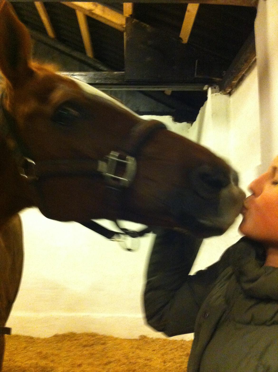 Hollandsk Sportspony Naomi R.I.P billede 11