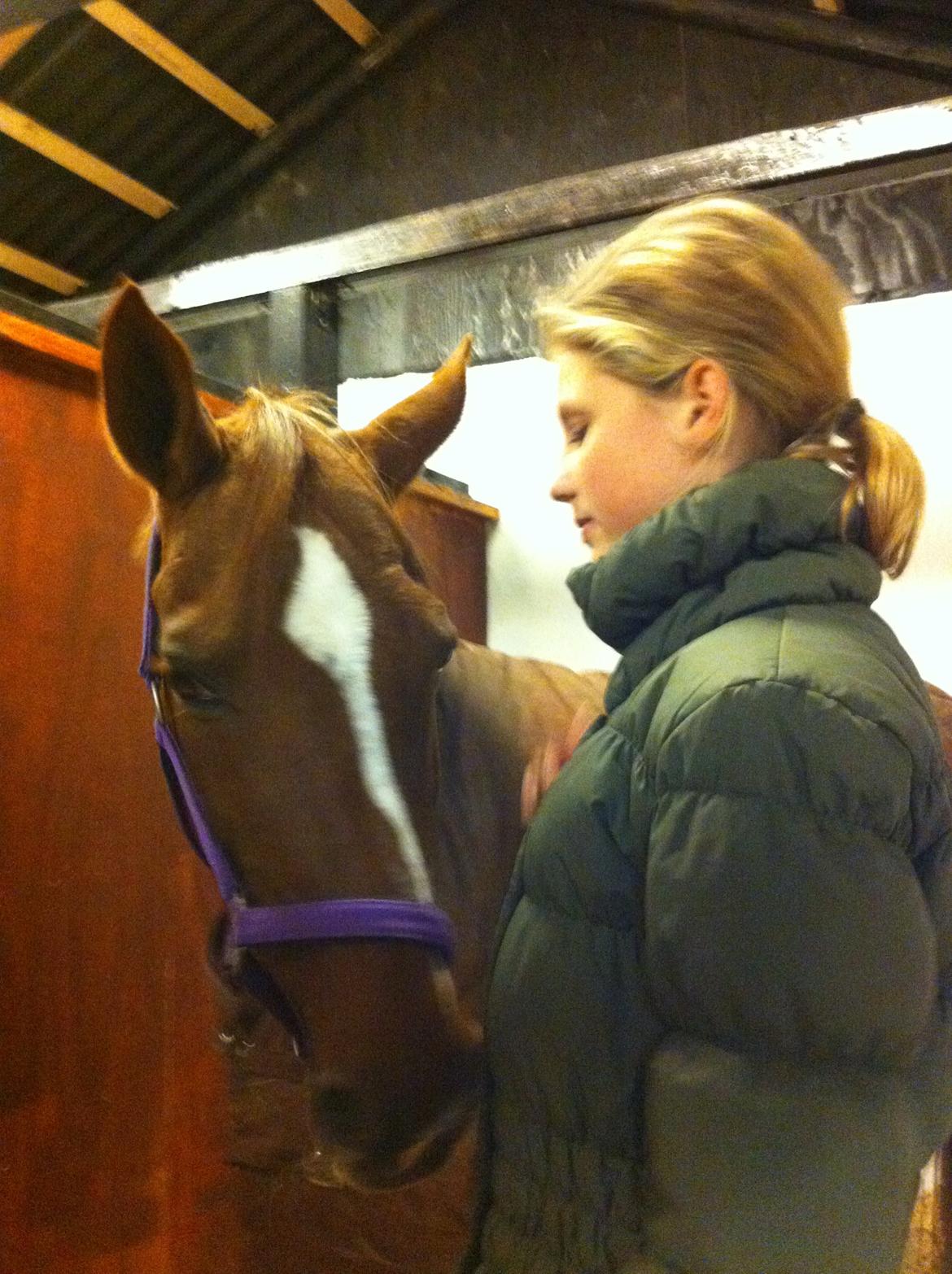 Hollandsk Sportspony Naomi R.I.P billede 12