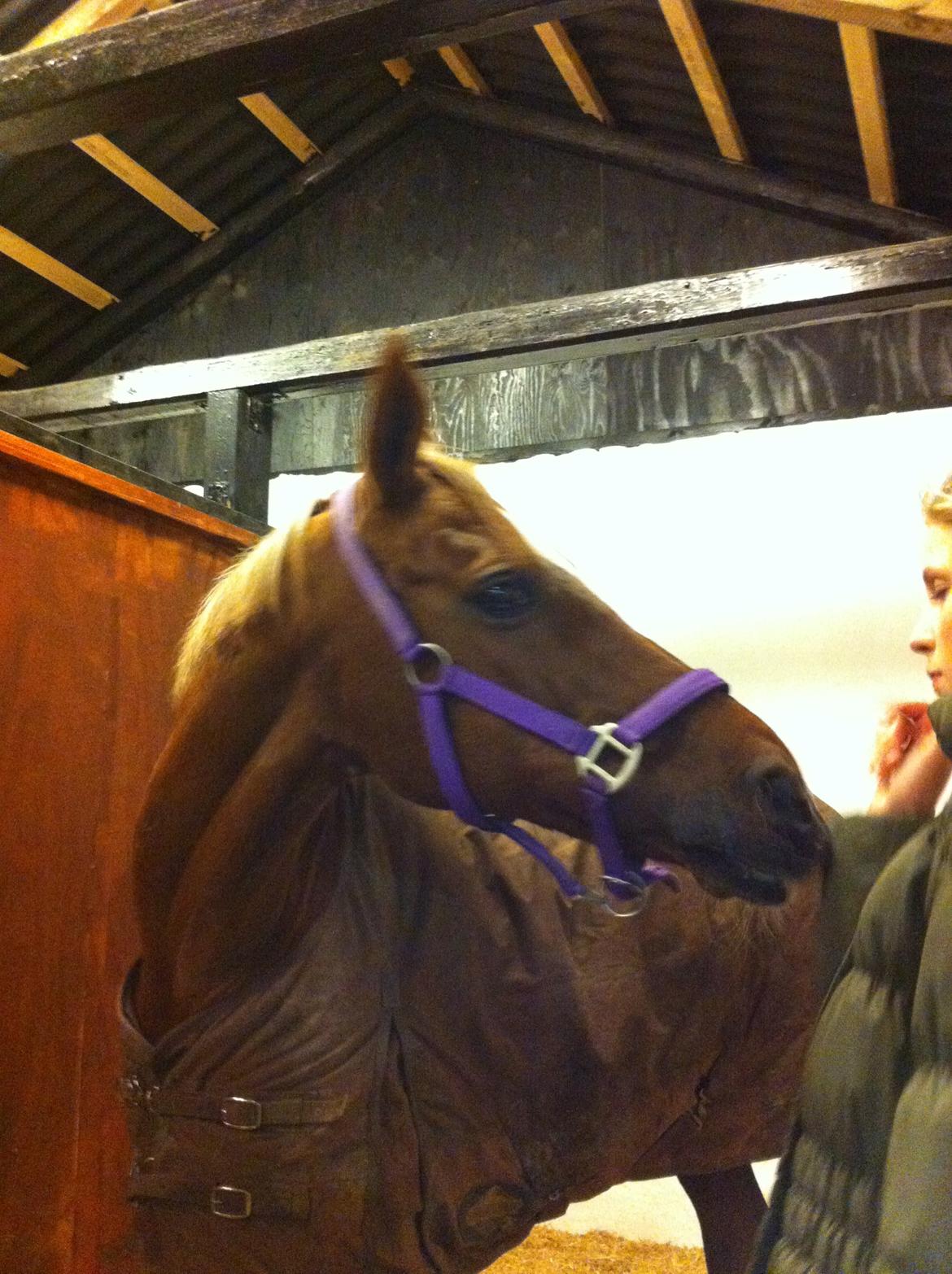 Hollandsk Sportspony Naomi R.I.P billede 13