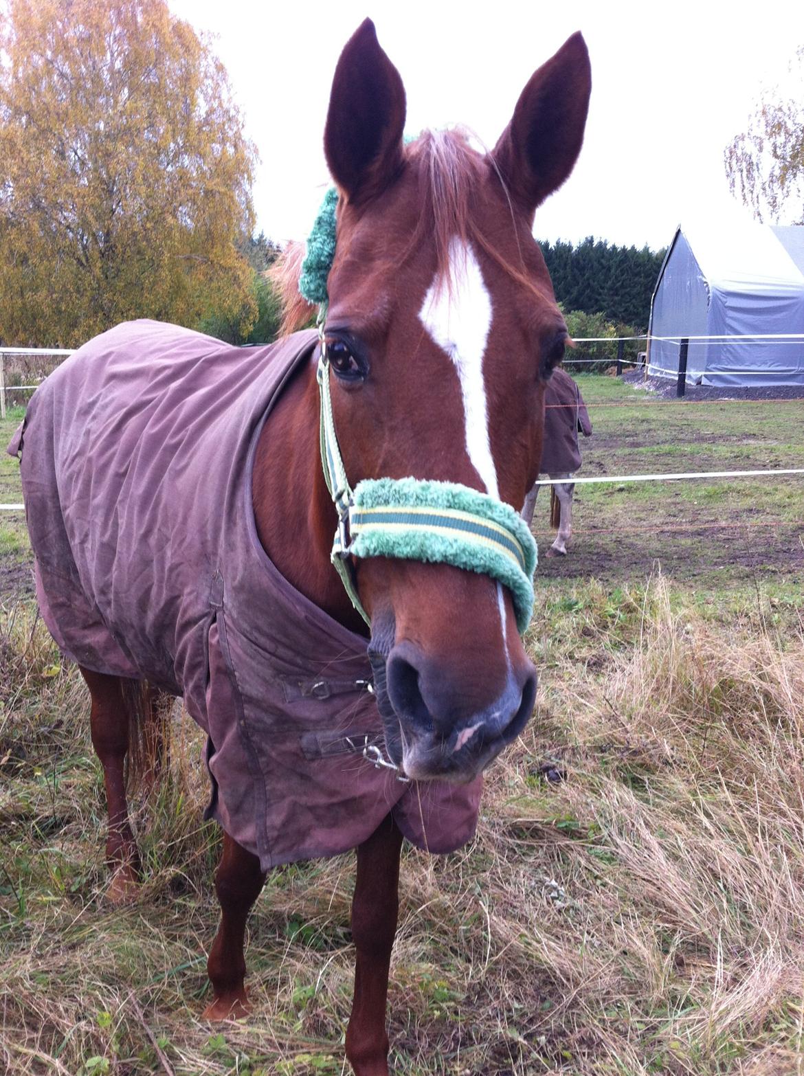 Hollandsk Sportspony Naomi R.I.P billede 16