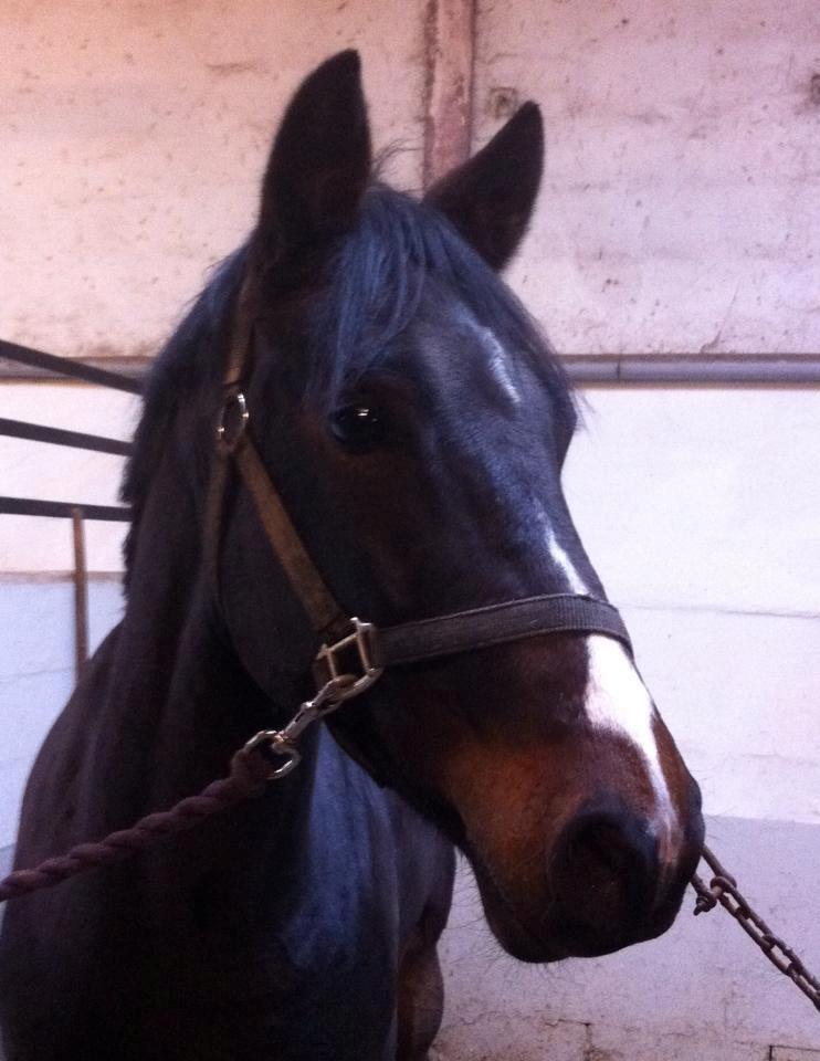 New Forest Bugatti billede 1