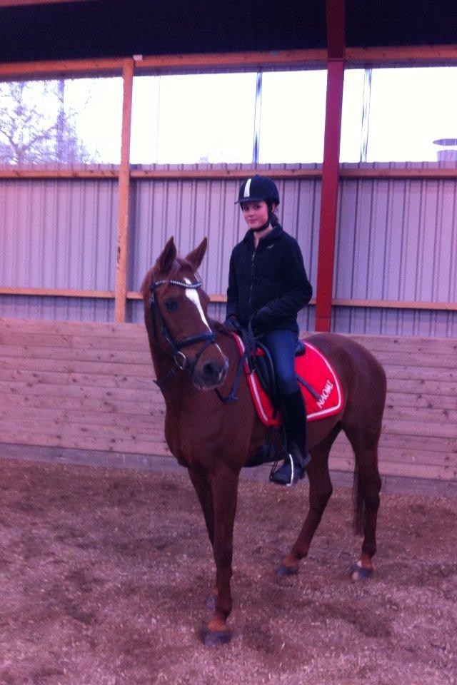 Hollandsk Sportspony Naomi R.I.P billede 18