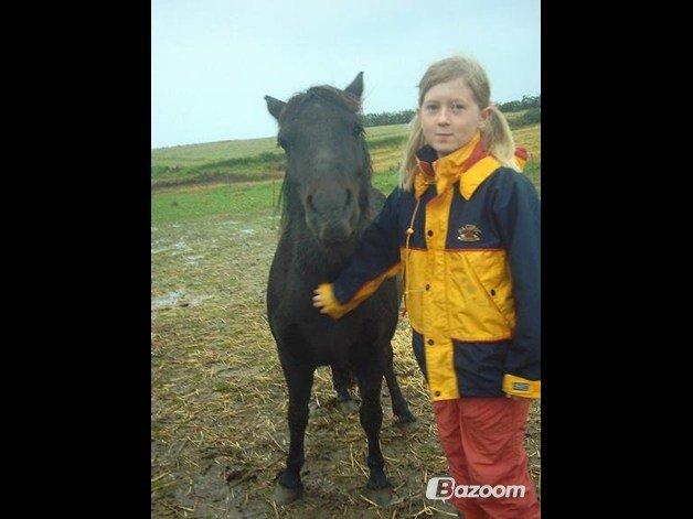 Shetlænder Jasmin billede 14