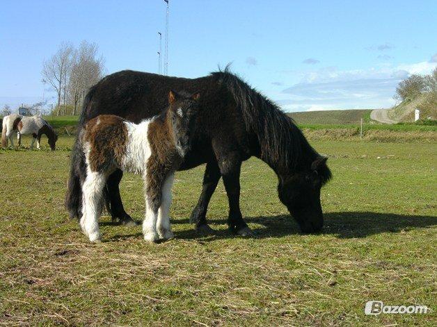 Shetlænder Jasmin billede 4