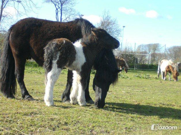 Shetlænder Jasmin billede 5