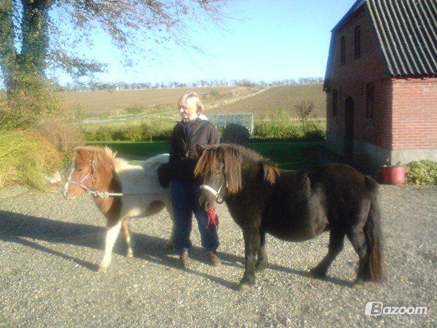 Shetlænder Jasmin billede 6