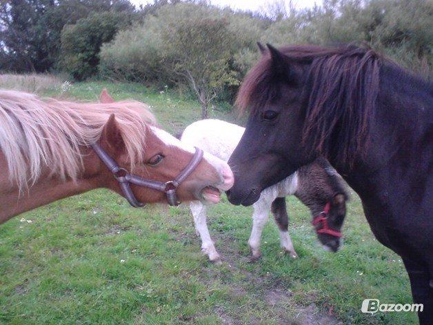 Shetlænder Jasmin billede 8