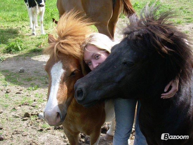 Shetlænder Jasmin billede 7