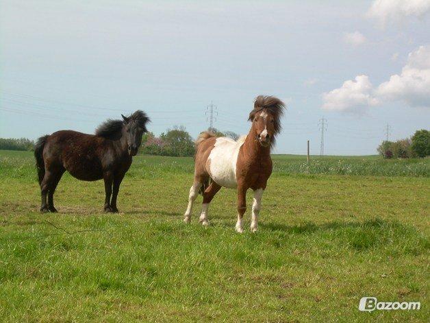 Shetlænder Jasmin - Jasmin og vores tidligere avlshingst Skjold - som også er far til alle Jasmins føl billede 3