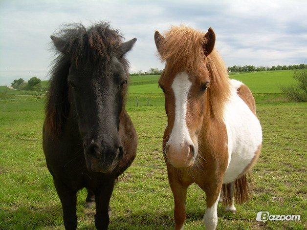 Shetlænder Jasmin - Jasmin og Soreia, Jasmins første føl billede 9
