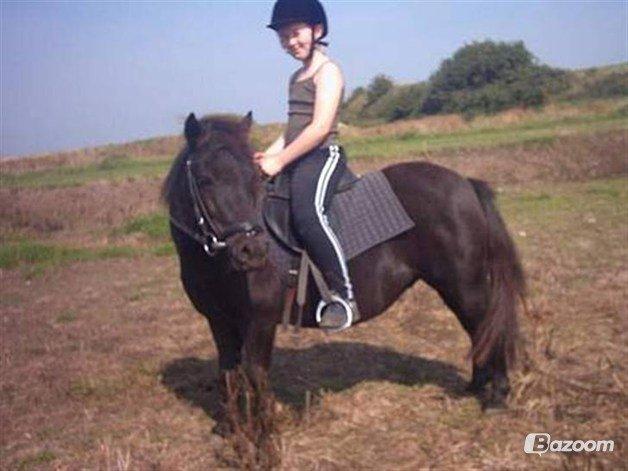 Shetlænder Jasmin billede 10