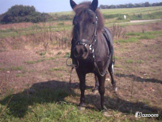 Shetlænder Jasmin billede 11