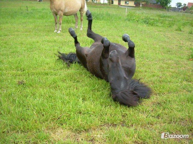 Shetlænder Jasmin billede 12