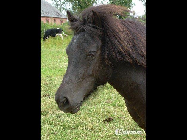 Shetlænder Jasmin billede 2
