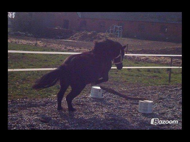 Shetlænder Jasmin billede 13