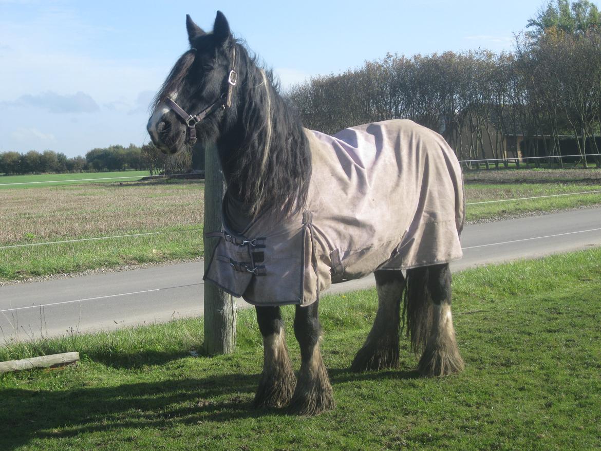 Irish Cob Pam:-* - Min pige, kun min pige! billede 5