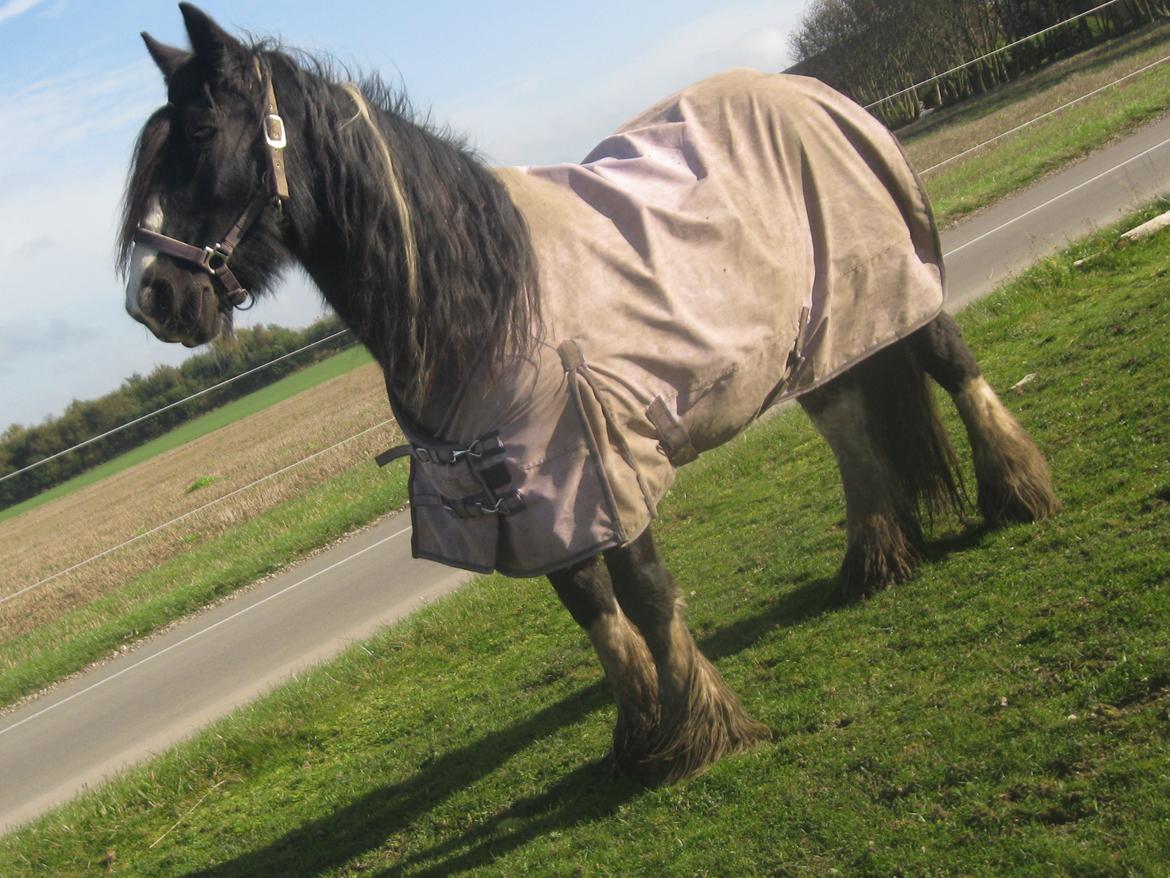 Irish Cob Pam:-* - læk, læk, LÆKKER!<3 billede 6