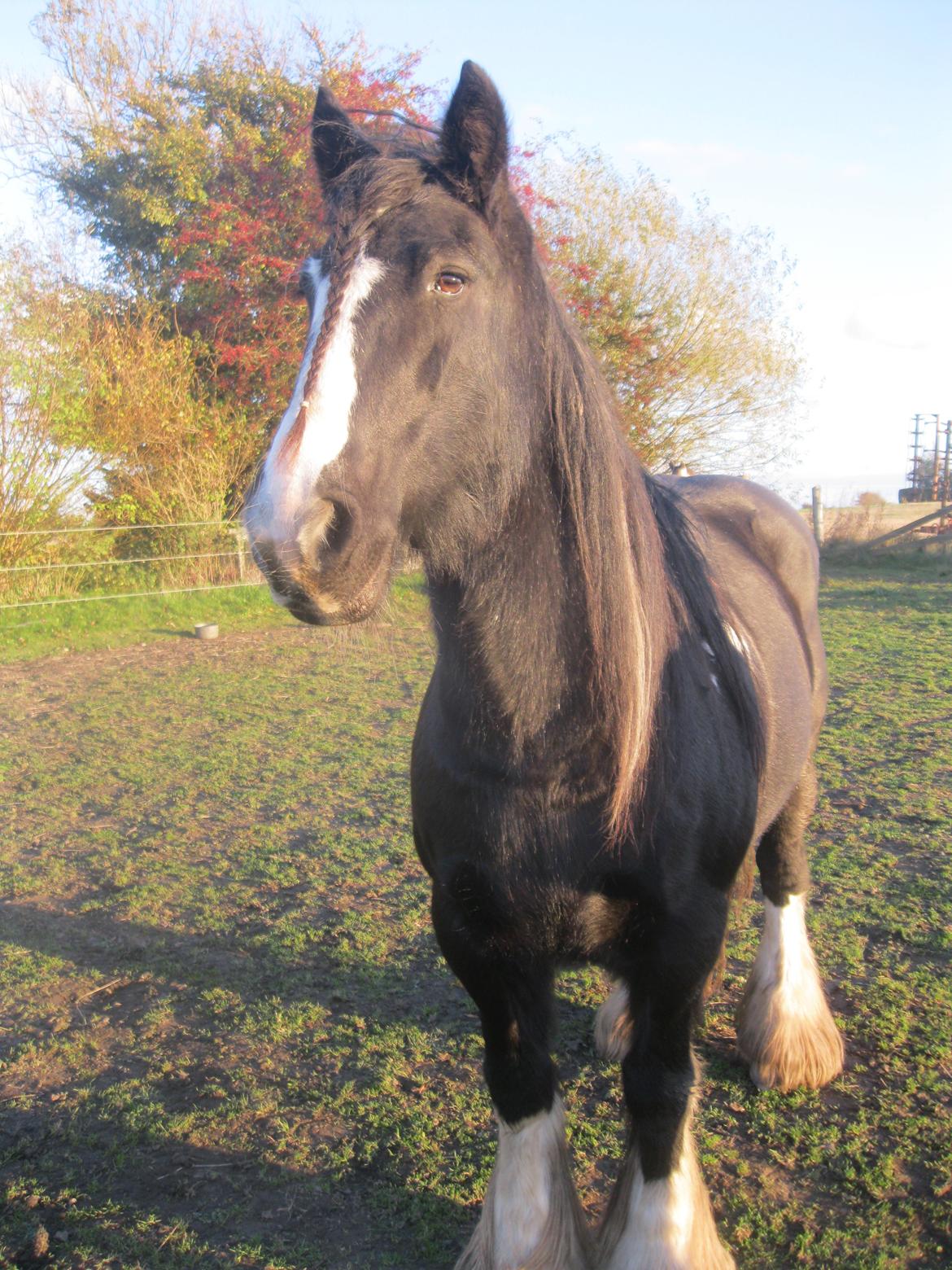 Irish Cob Pam:-* billede 7