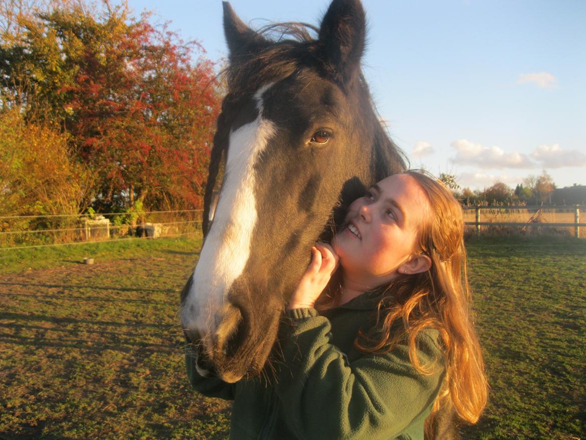 Irish Cob Pam:-* - Jeg elsker dig.<3 billede 9