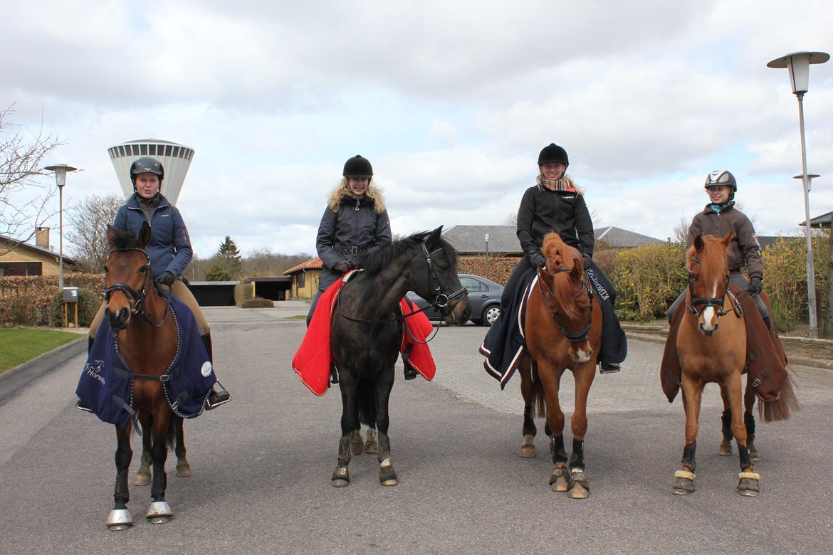 DSP Røgild's Selina B-pony - På besøg hjemme efter "dødstur" i skoven billede 2