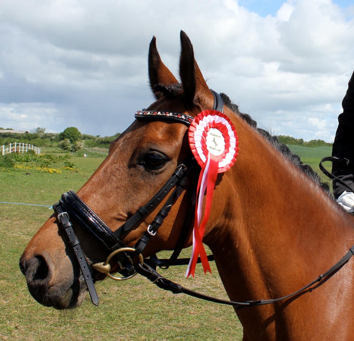 DSP Røgild's Selina B-pony - En af vores første stævner:-) billede 1