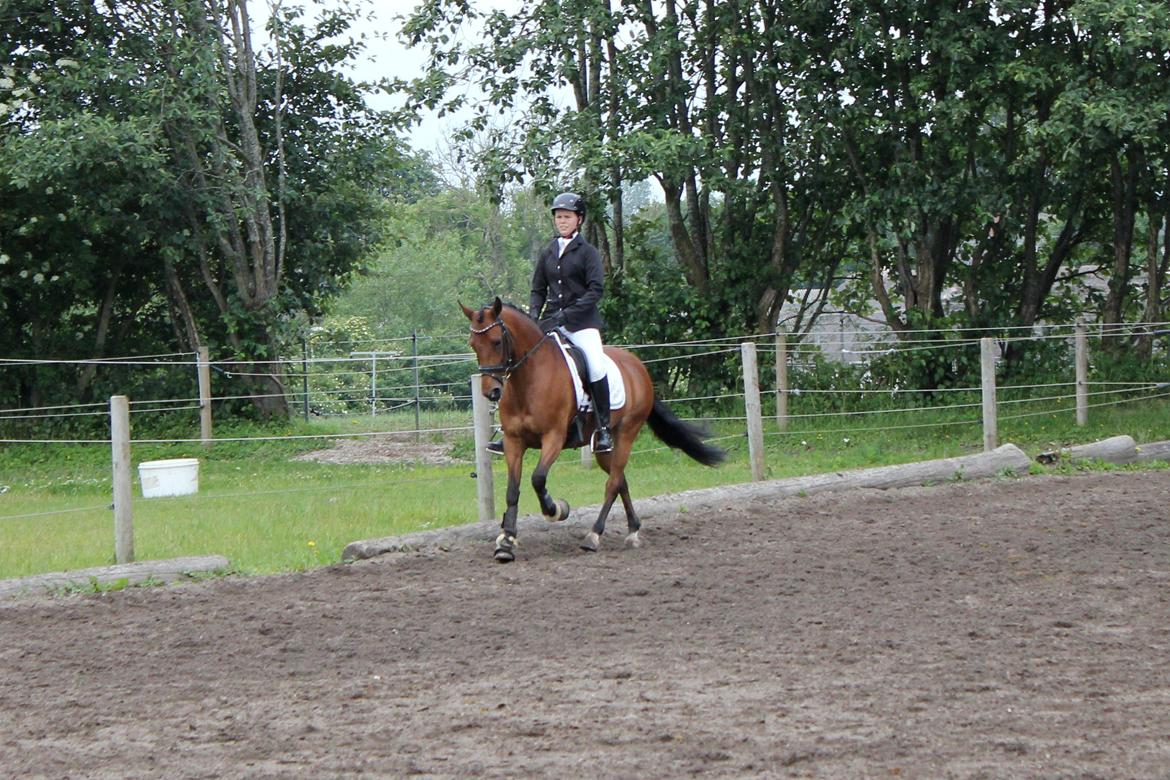 DSP Røgild's Selina B-pony - Stævne i Ebberup billede 4