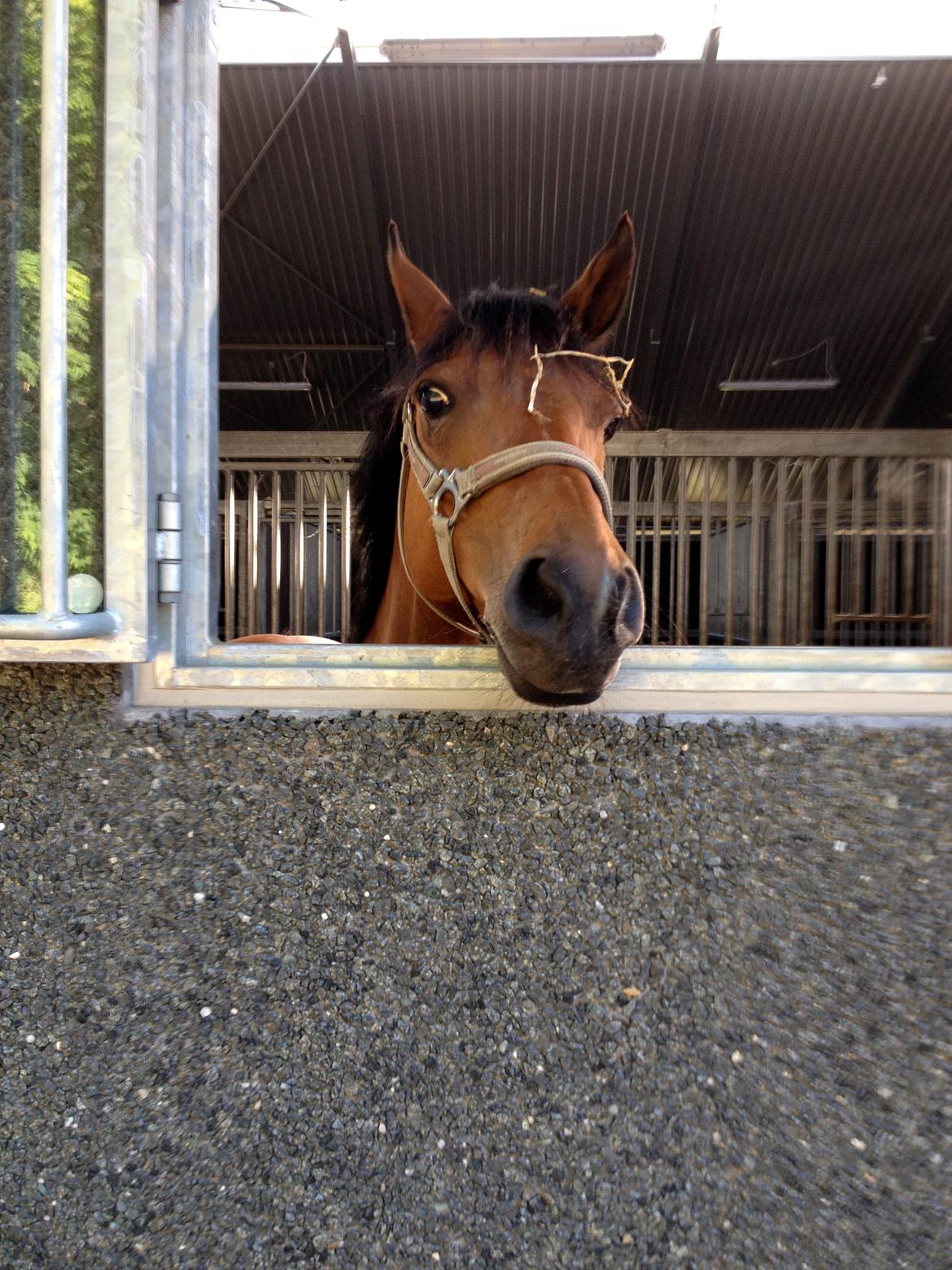 DSP Røgild's Selina B-pony - Selvom man kun er små 137 cm, kan man godt liiige nå vinduet;-) billede 8