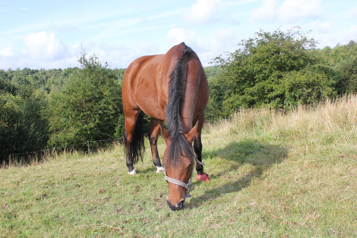 DSP Røgild's Selina B-pony - På vores dejlige sommerfold billede 9