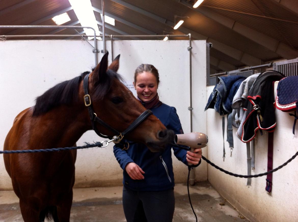 DSP Røgild's Selina B-pony - Klippetræning med spændende hårtørrer!! billede 10