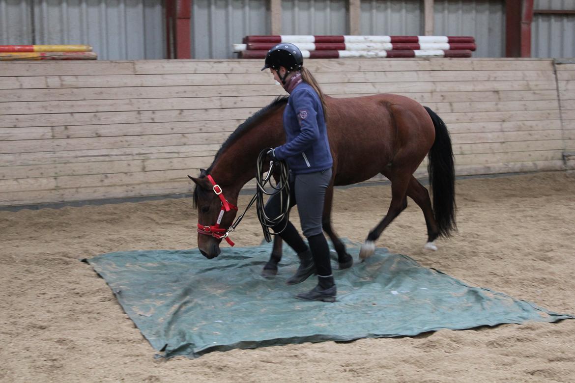 DSP Røgild's Selina B-pony - Uhhhhh farligt!! billede 11