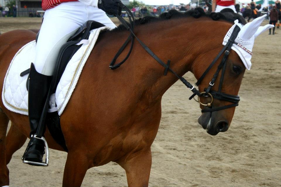 DSP Røgild's Selina B-pony billede 17