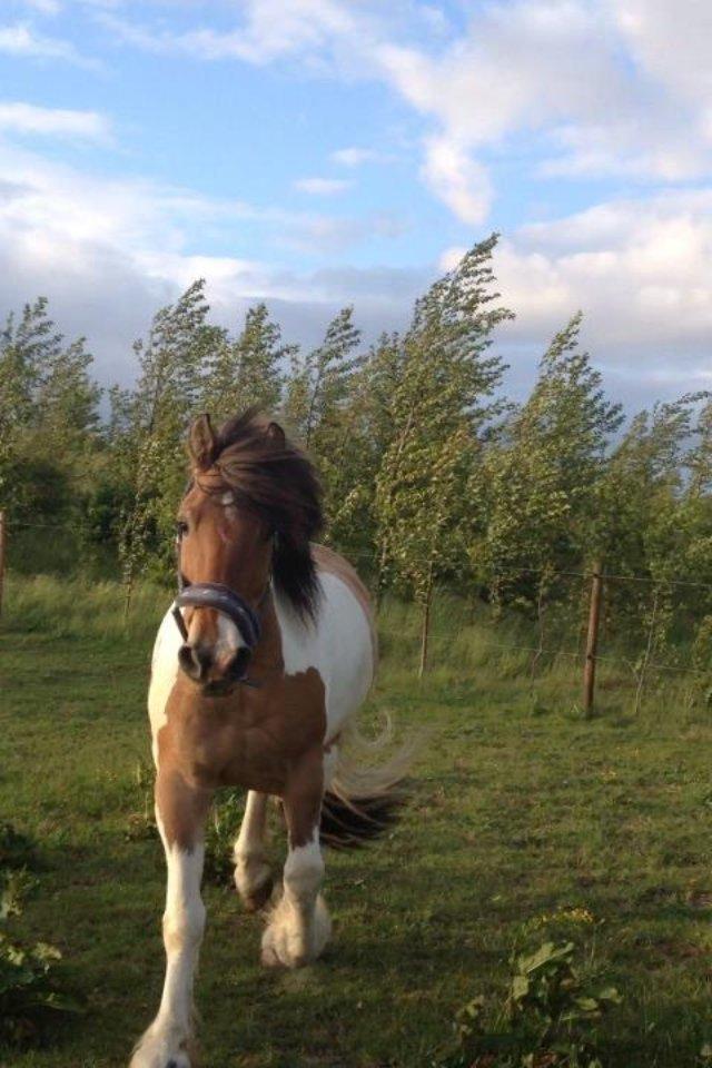 Anden særlig race Mica billede 3